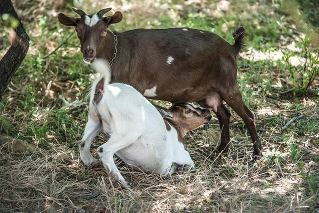 Santa Sofia d'Epiro Agriturismo Miracco Atanasio Franco "Il Maniero" מראה חיצוני תמונה