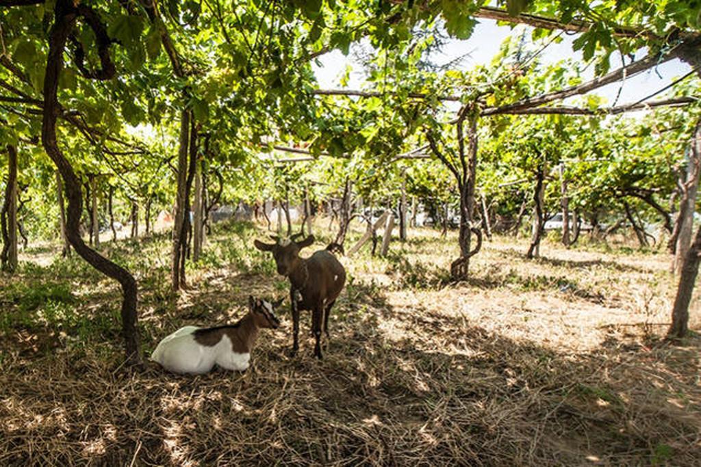 Santa Sofia d'Epiro Agriturismo Miracco Atanasio Franco "Il Maniero" מראה חיצוני תמונה