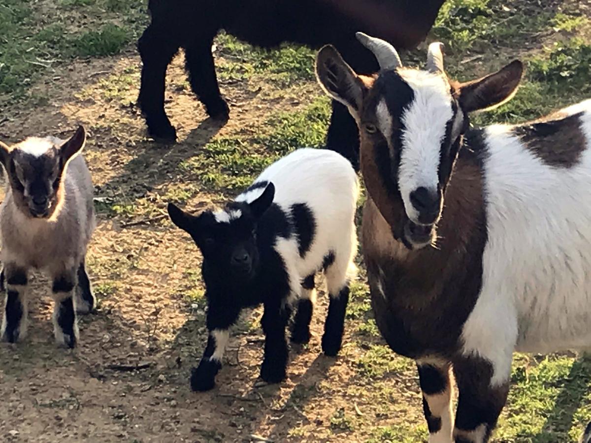 Santa Sofia d'Epiro Agriturismo Miracco Atanasio Franco "Il Maniero" מראה חיצוני תמונה