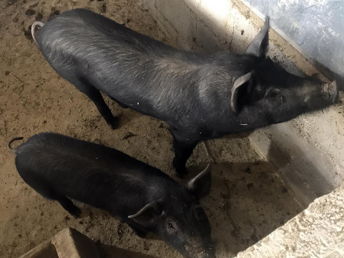 Santa Sofia d'Epiro Agriturismo Miracco Atanasio Franco "Il Maniero" מראה חיצוני תמונה