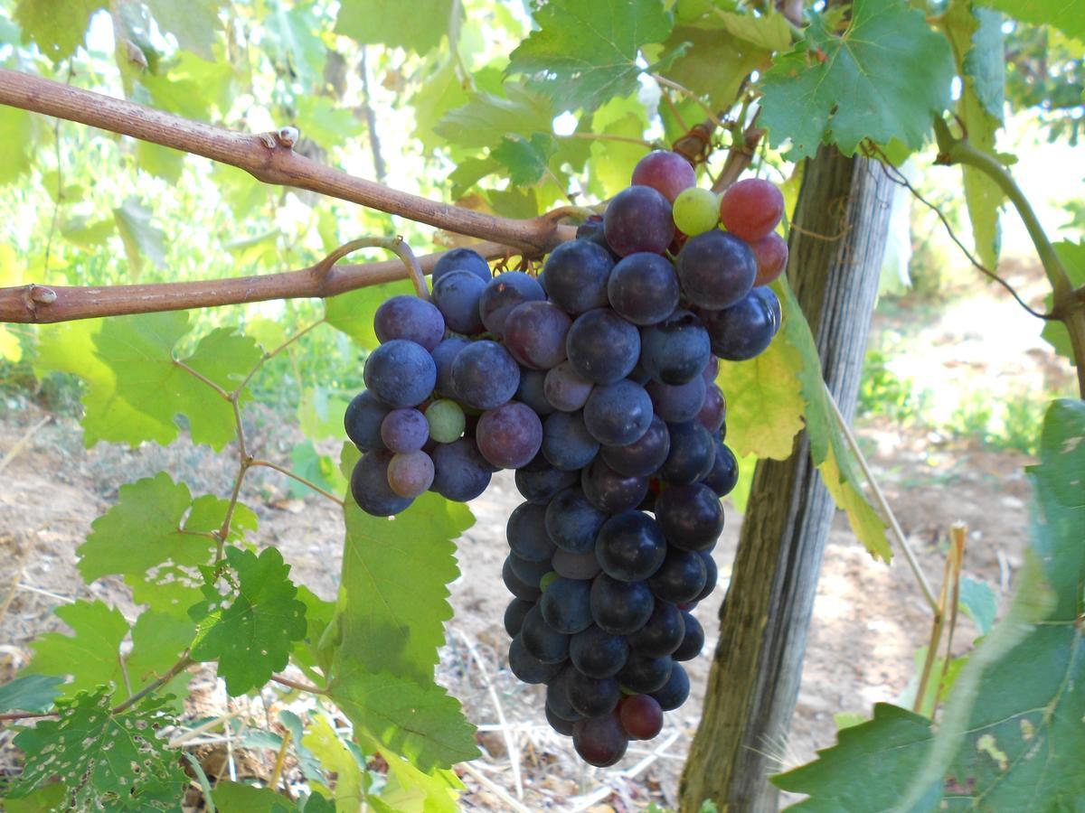 Santa Sofia d'Epiro Agriturismo Miracco Atanasio Franco "Il Maniero" מראה חיצוני תמונה