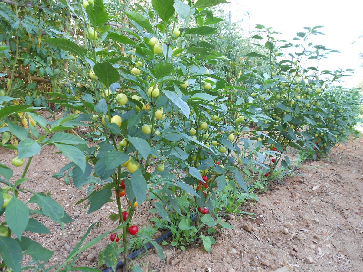 Santa Sofia d'Epiro Agriturismo Miracco Atanasio Franco "Il Maniero" מראה חיצוני תמונה